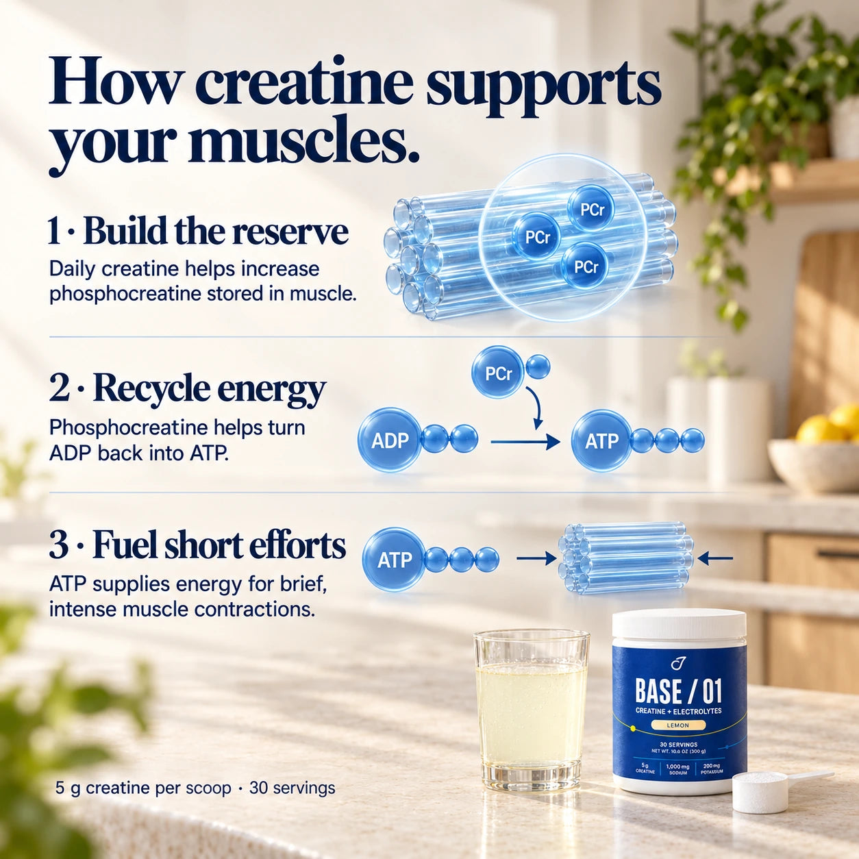 How creatine supports your muscles — phosphocreatine and ATP